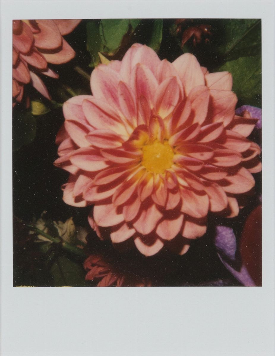 Nobuyoshi Araki - Senza titolo, due stampe polaroid