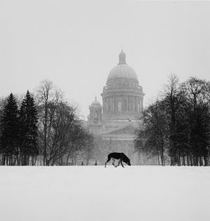 Cold dog in Decembrist Square, Saint Petersburg, Russia