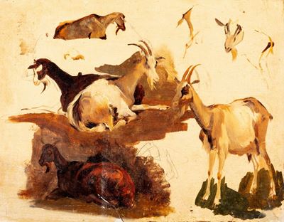 Studio di Capre