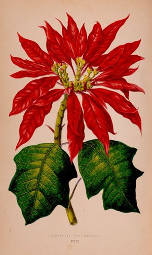 Les plantes a feuillage coloré. Histoire, description, culture, emploi des especes les plus remarquables pour la decoration des parcs, jardins, Les plantes à feuillage coloré