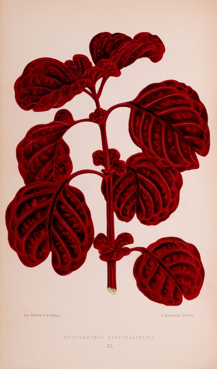 Charles Victor Naudin - Les Plantes a Feuillage Coloré. Histoire, Description, Culture, Emploi De...