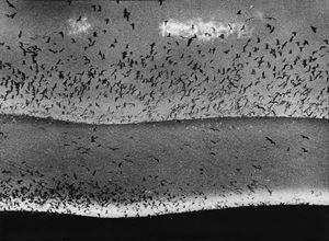 La mia poesia più sentita