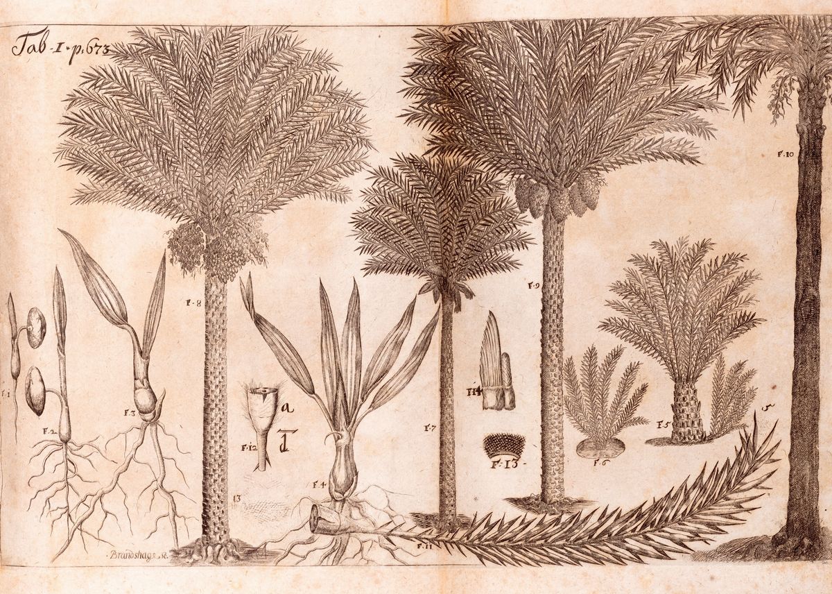 Engelbert Kaempfer - Amoenitatum Exoticarum Politico-physico-medicarum Fasciculi V, Quibus Contin...