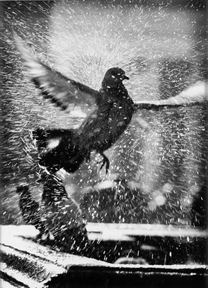 Anelli Marco - Untitled (dove)