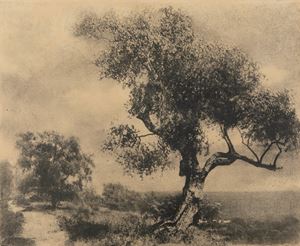 L'ulivo