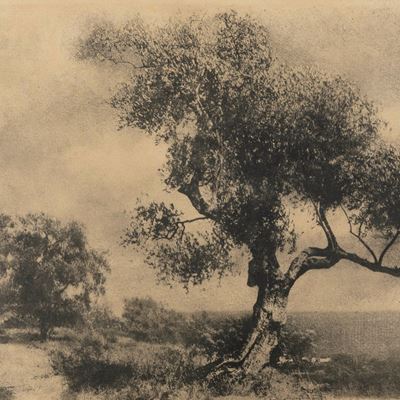 L'ulivo