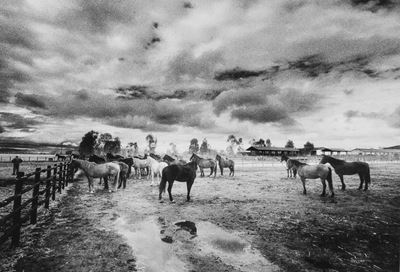Landscape with horses - Stampa vintage alla gelatina ai sali d'argento