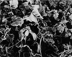 Giacomelli Mario - Untitled 