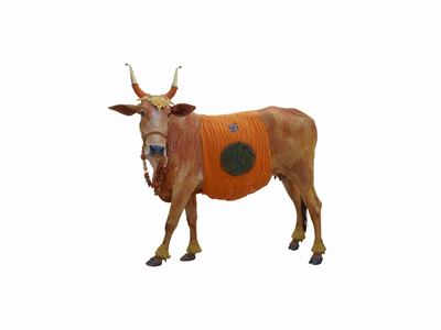 Divine bovine - Stampa Lambda in cornice dibond, 2019
