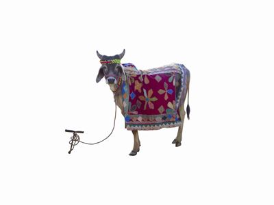 Divine Bovine