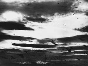 Untitled (Seagulls)