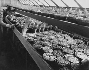 Germination en serre