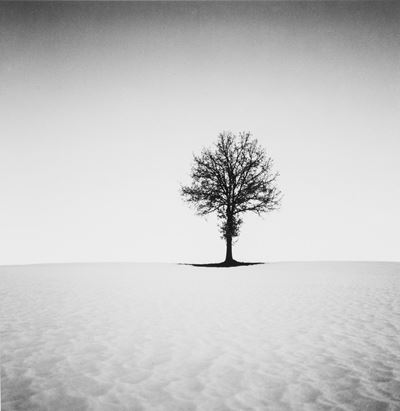 Tree in Snow, Castelnovo N2 monìI, Emilia Romagna, Italy