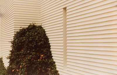 Dalla serie 'Chambres et Jardins', C-print vintage