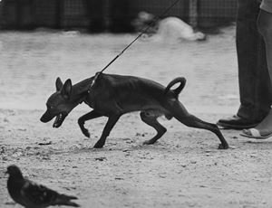 Dog's life, Paris