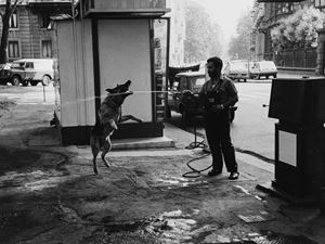 Silly dog, Milan