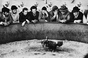 Man's relationship with animals