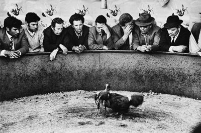 Man's Relationship With Animals