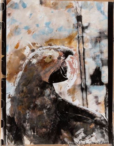 Papousek, C-print, 2019