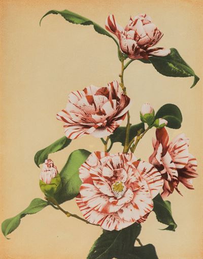 Still Life in Collotopia Vintage