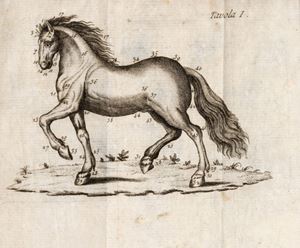 Argentero de Brézé - Il dilettante de'cavalli [...] in cui trattasi delle razze delle Giumente, e Stalloni e de' Puledri