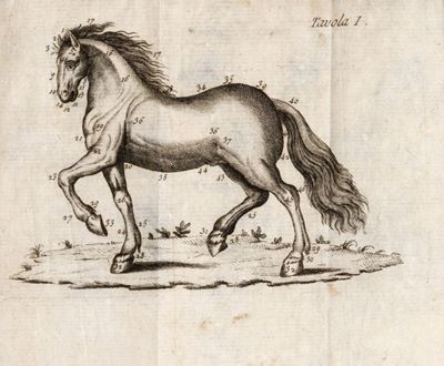 Il Dilettante De'cavalli [...] in Cui Trattasi delle Razze delle Giumente, e Stalloni e De' Puled...