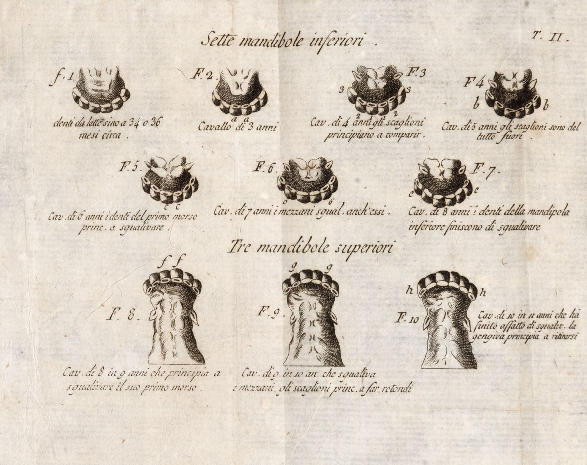 Argentero De Brézé - Il Dilettante De'cavalli [...] in Cui Trattasi delle Razze delle Giumente, e...
