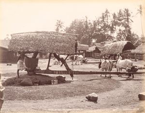 Native oil mill for making coconut oil