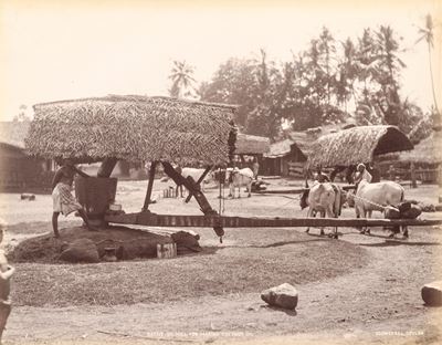 Native Oil Mill For Making Coconut Oil