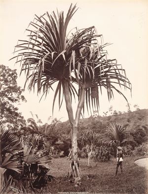 Pandanus Andamanensium