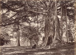 Ficus Trimeni ; Eriodendron anfractuosum, White cotton tree