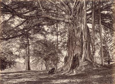 Ficus Trimeni ; Eriodendron Anfractuosum, White Cotton Tree