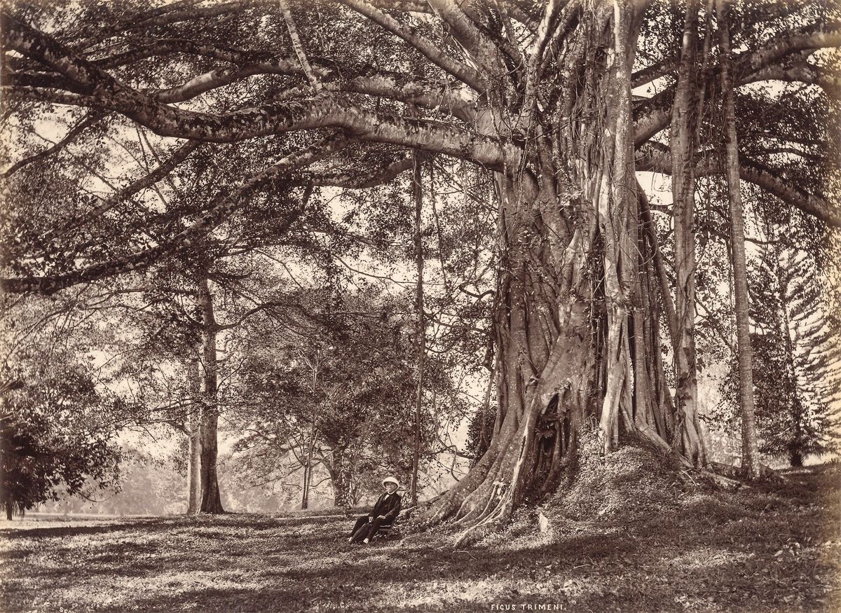Charles Thomas Scowen - Ficus Trimeni ; Eriodendron Anfractuosum, White Cotton Tree