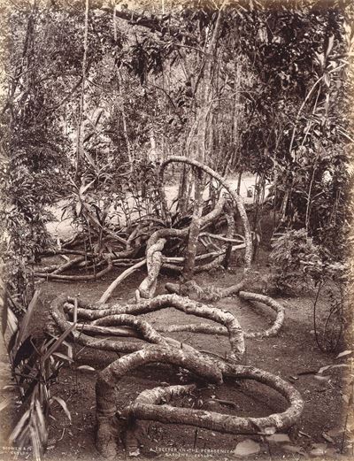 Corypha Umbraculifera, Talipot ; a Creeper in The Peradeniya Gardens
