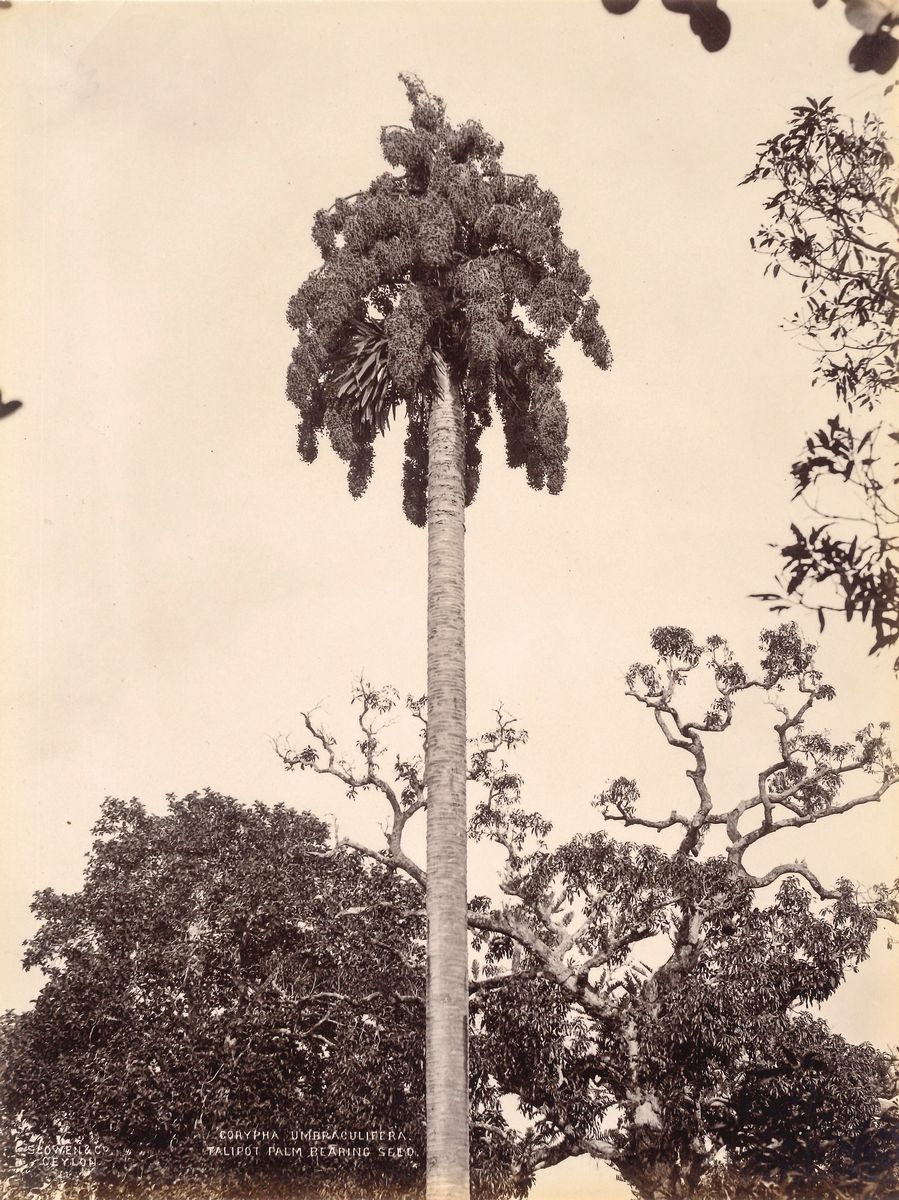 Charles Thomas Scowen - Corypha Umbraculifera, Talipot ; a Creeper in The Peradeniya Gardens