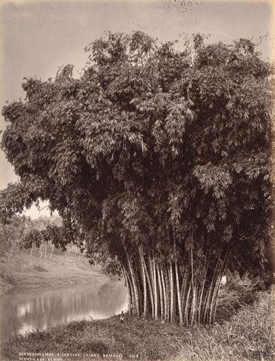 Giant Bamboo ; Corypha Umbraculifera, Talipot