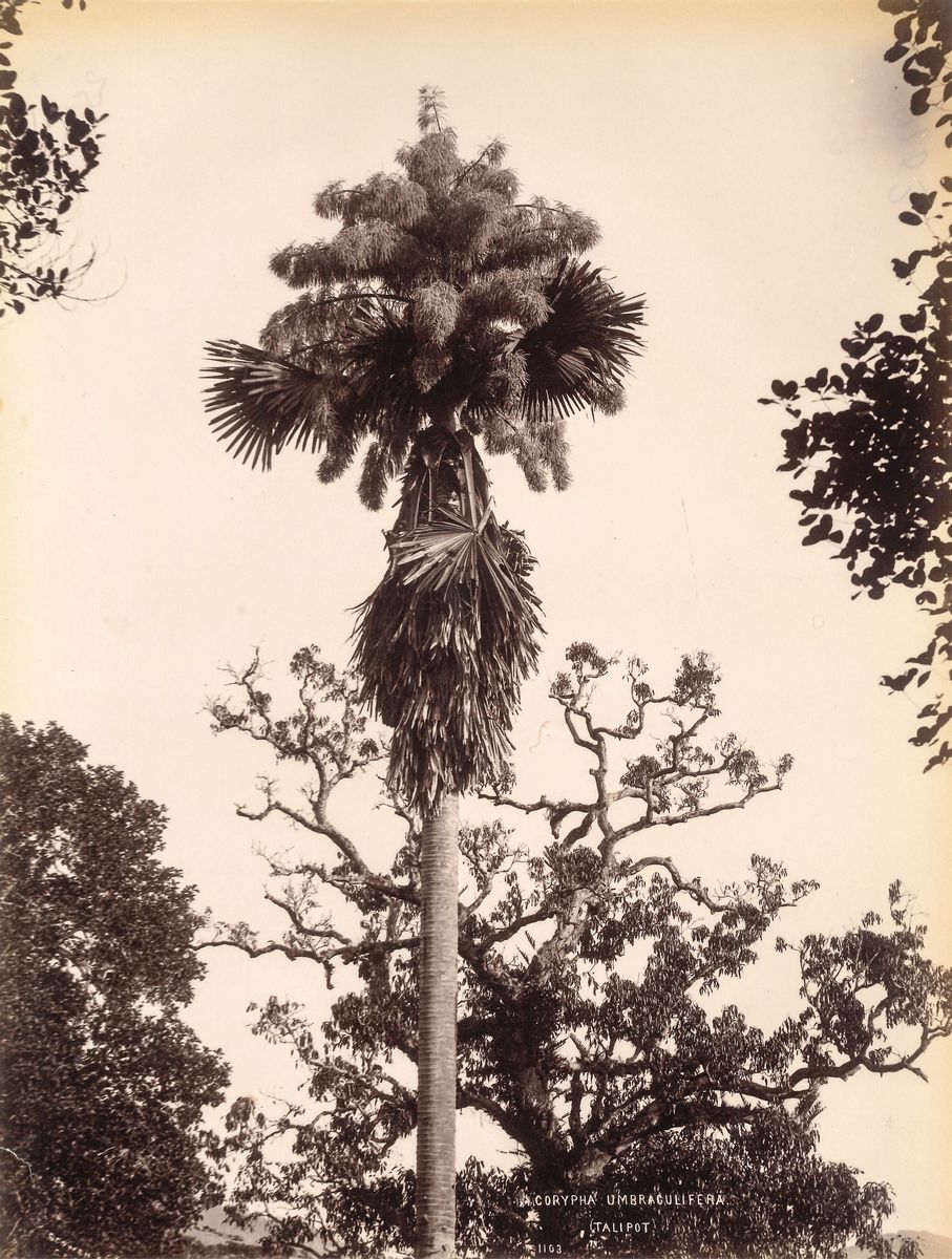 Charles Thomas Scowen - Giant Bamboo ; Corypha Umbraculifera, Talipot