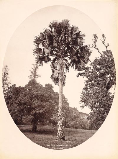 Corypha Umbraculifera, Talipot Palm ; Lodoicea Seychellarum - Double Cocoa-nut Palm