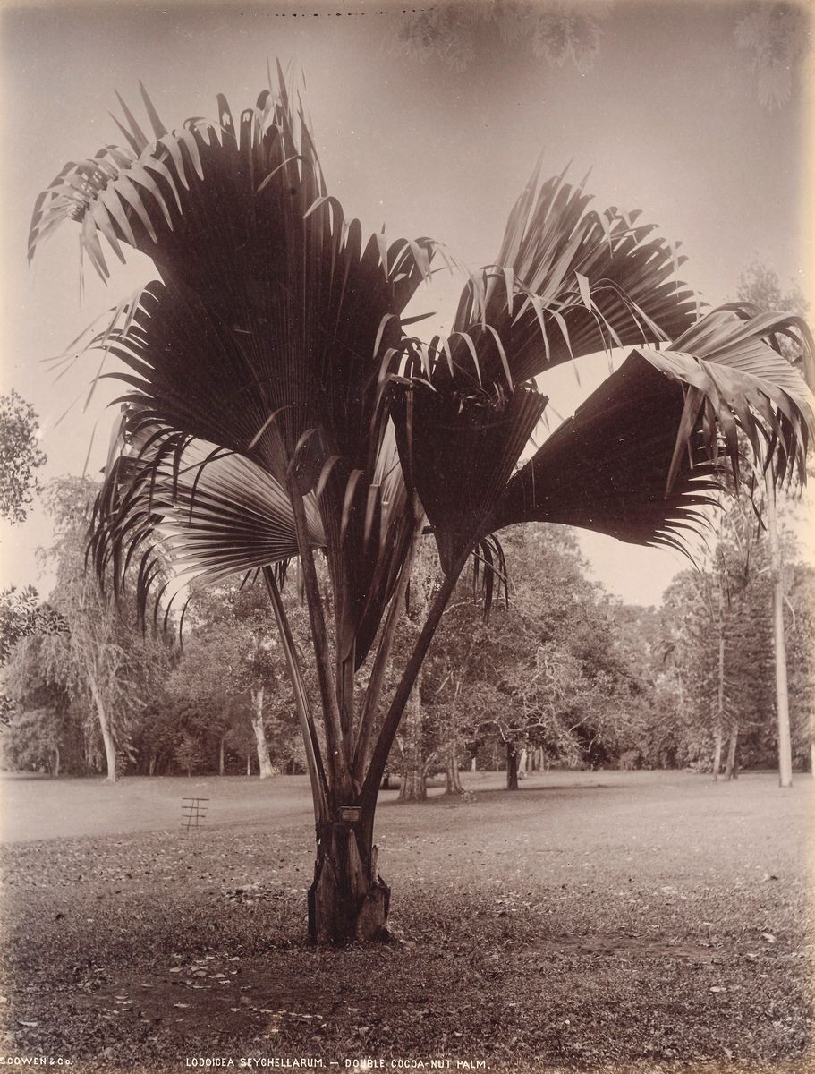 Charles Thomas Scowen - Corypha Umbraculifera, Talipot Palm ; Lodoicea Seychellarum - Double Coco...