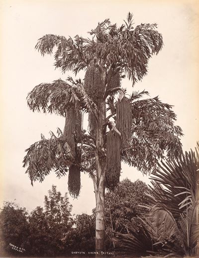 Caryota Urens (kitul) ; Theobroma Cacao