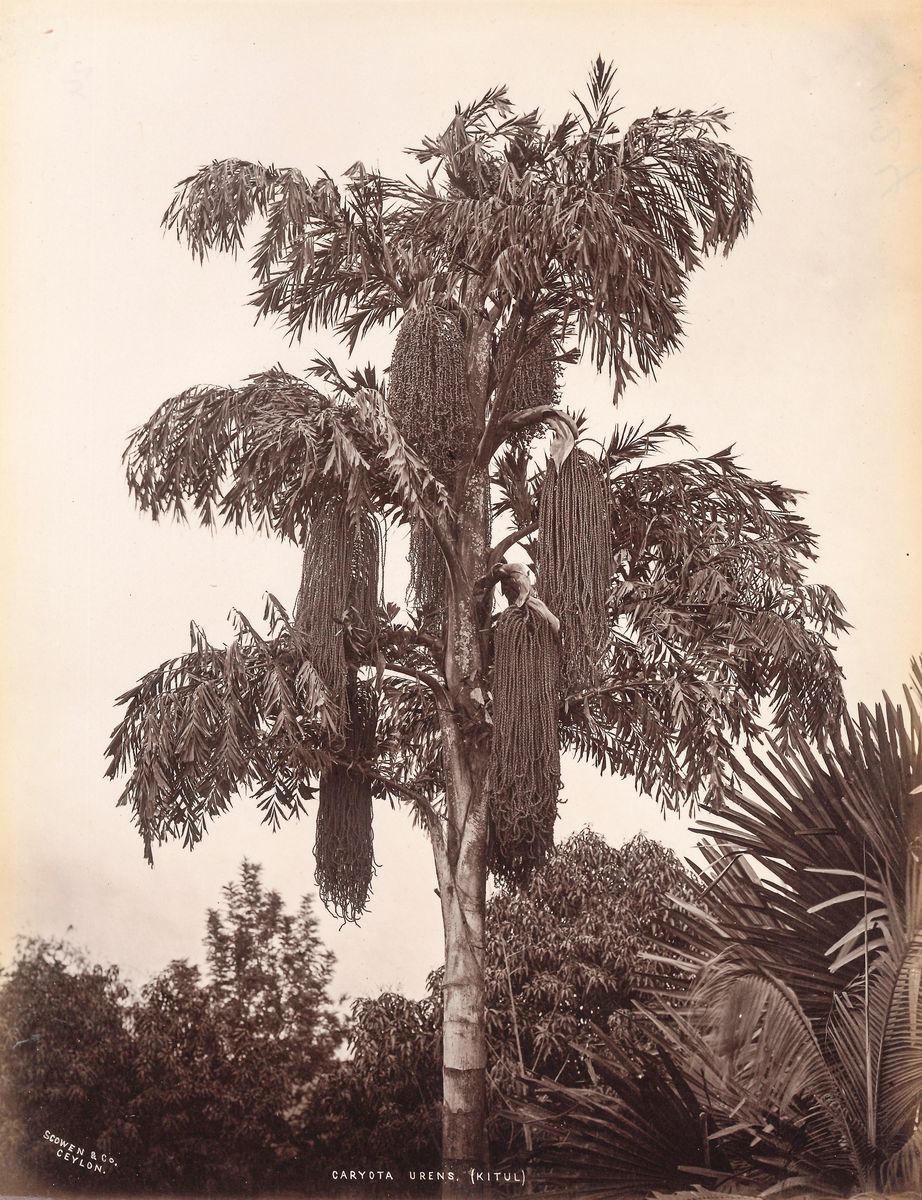 Charles Thomas Scowen - Caryota Urens (kitul) ; Theobroma Cacao