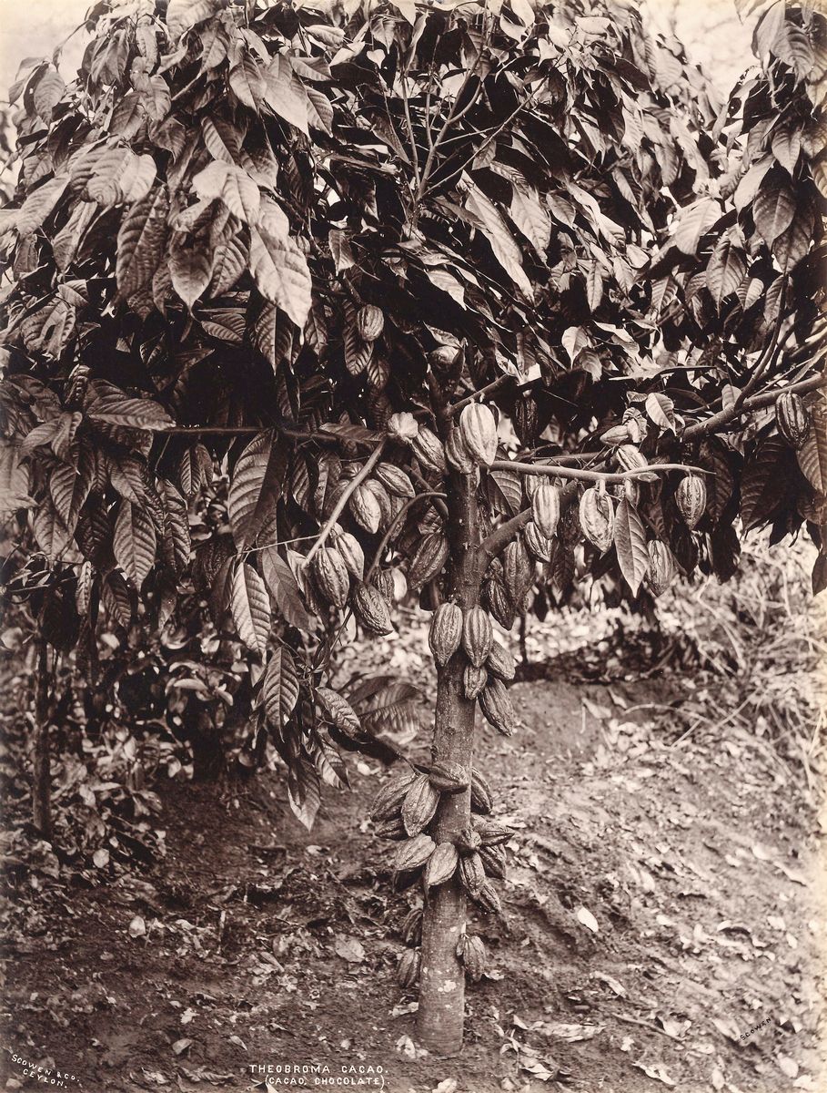 Charles Thomas Scowen - Caryota Urens (kitul) ; Theobroma Cacao