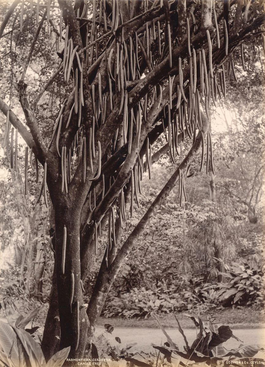 Charles Thomas Scowen - Candle Tree; Traveller's Palm ; Cocoa-nut Palm