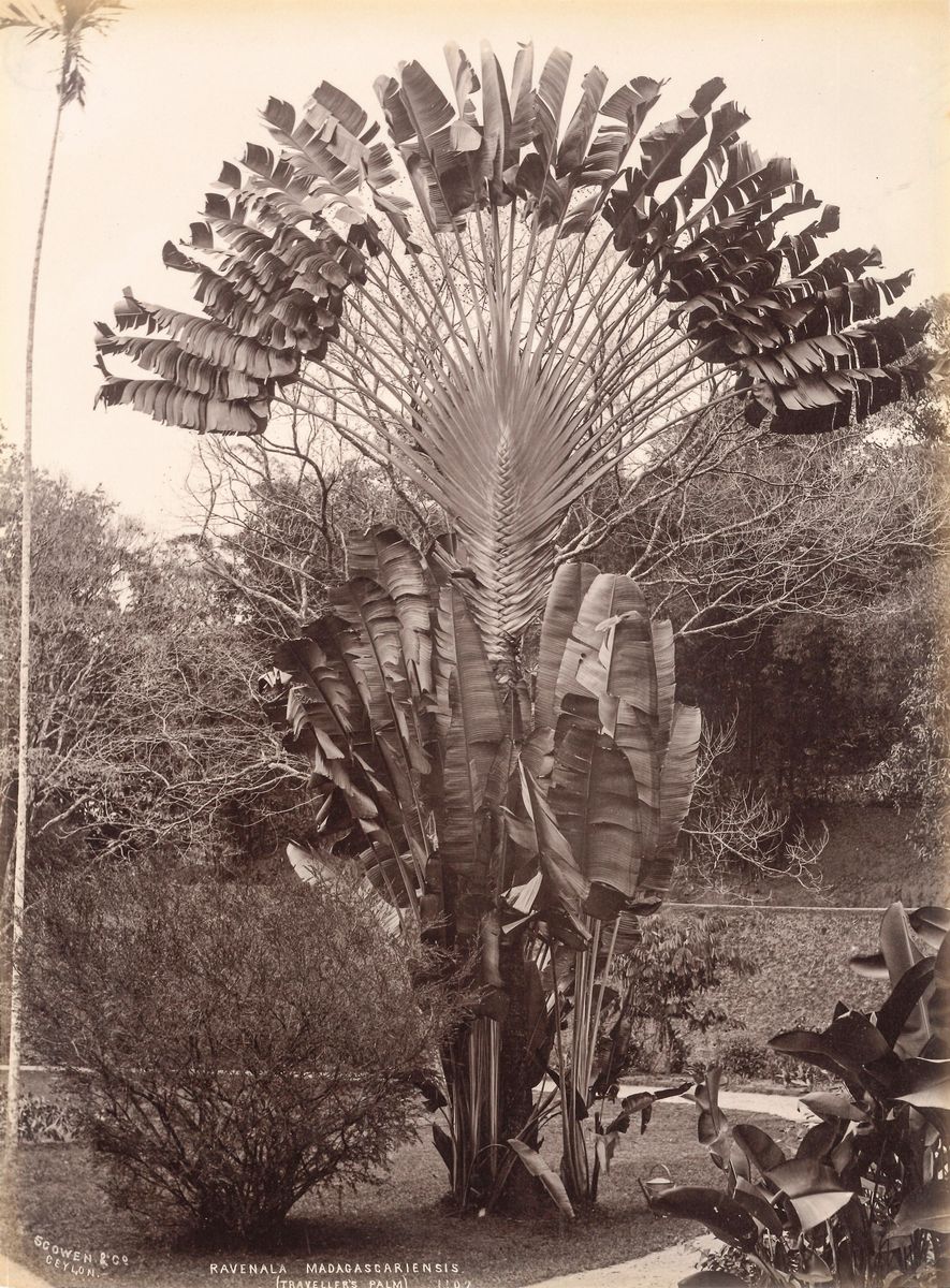 Charles Thomas Scowen - Candle Tree; Traveller's Palm ; Cocoa-nut Palm