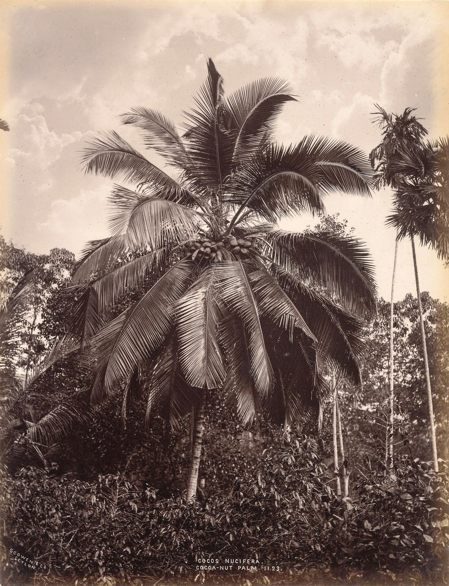Charles Thomas Scowen - Candle Tree; Traveller's Palm ; Cocoa-nut Palm