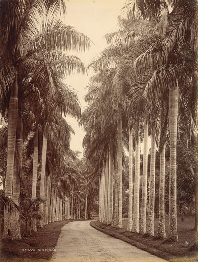 Paradeniya, Ceylon