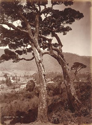 Nuvara Eliya, Ceylon