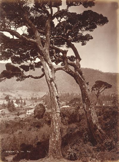 Nuvara Eliya, Ceylon