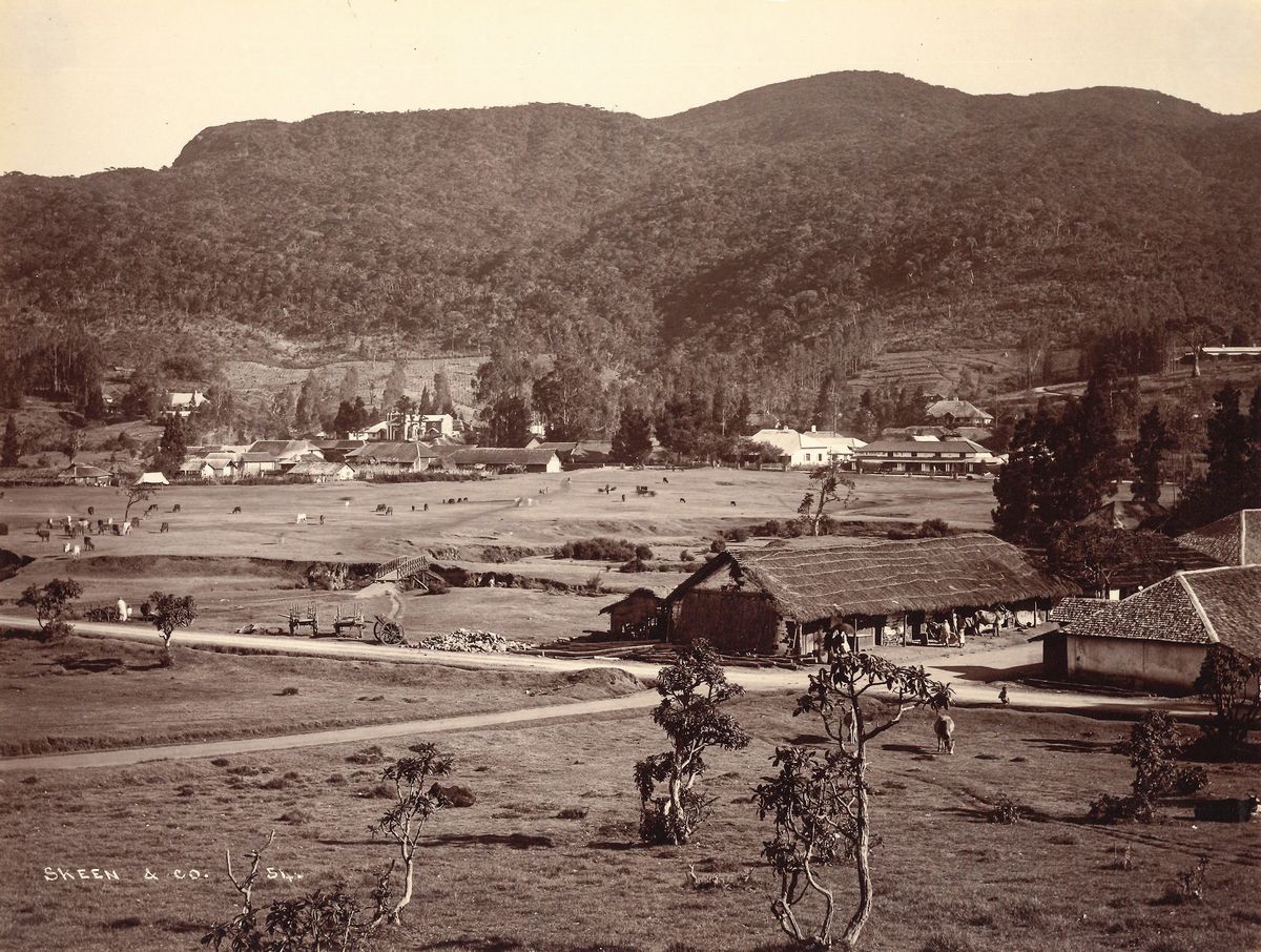William Louis Henry Skeen & Co - Senza Titolo, Ceylon