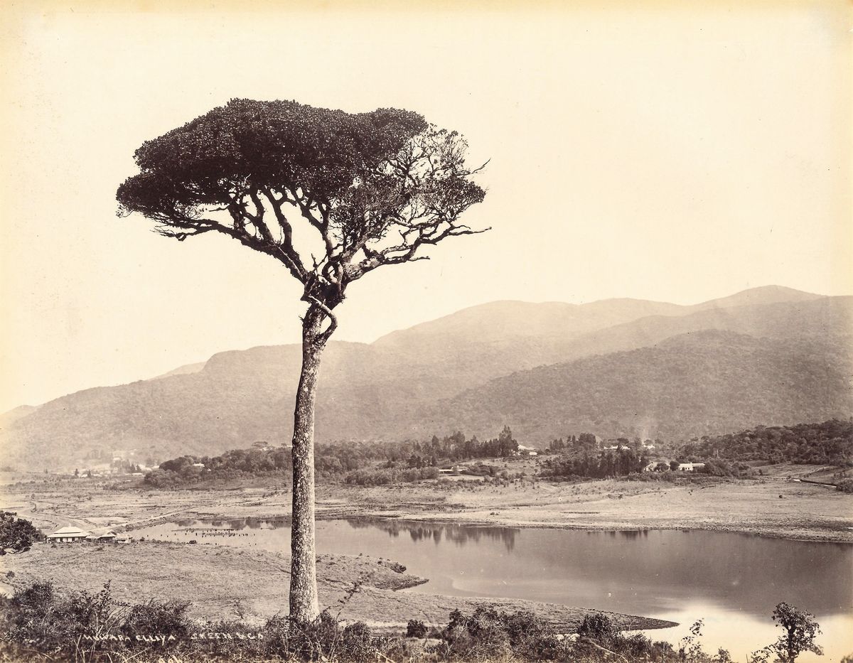 William Louis Henry Skeen & Co - Senza Titolo (ceylon)